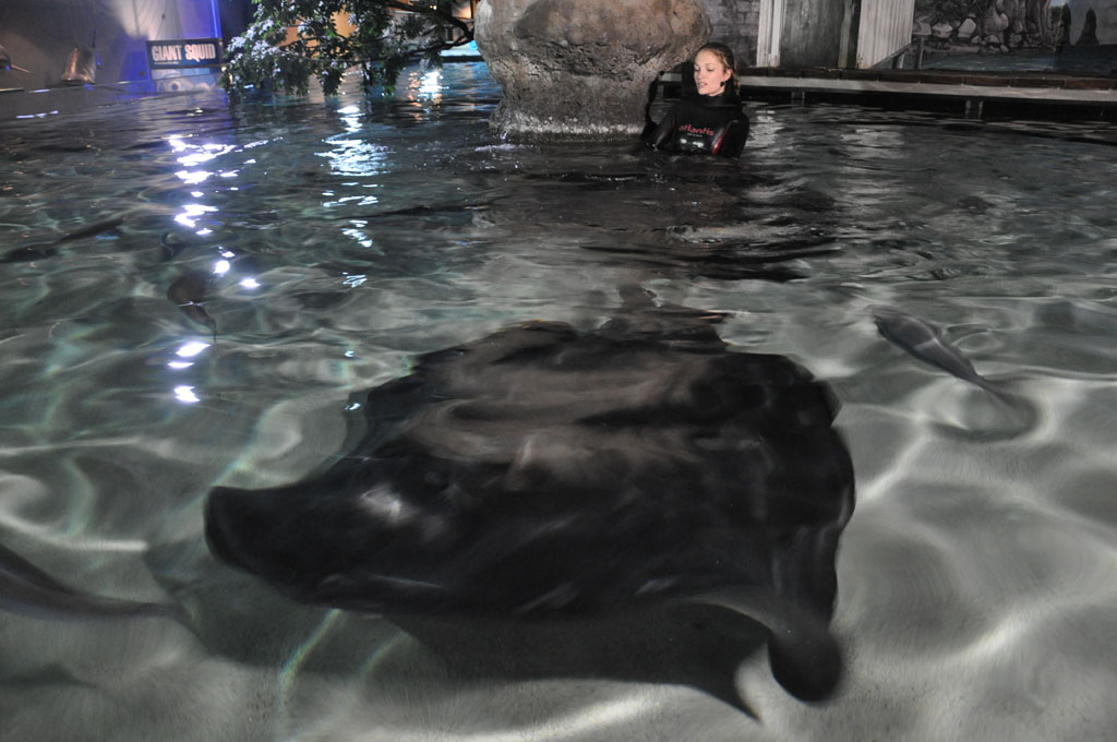 Stingray Snack