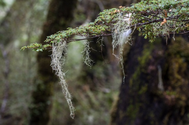 mossy lichen