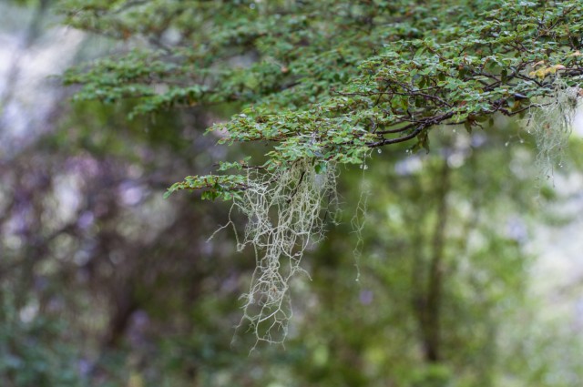 mossy lichen