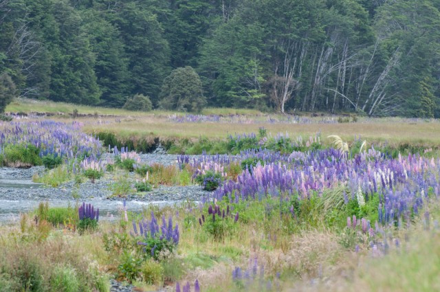 Lupins at Eglinton River