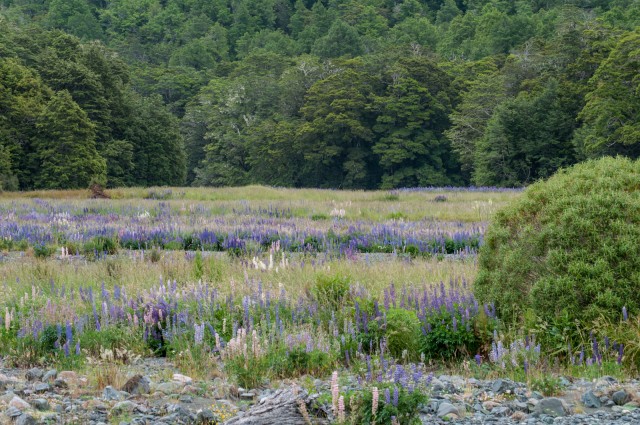 Lupins at Eglinton River