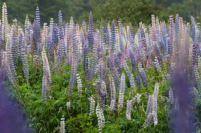 Lupins at Eglinton River