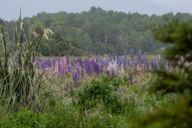 Lupins at Eglinton River