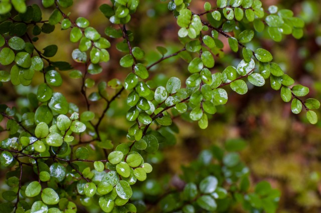 rainforest detail