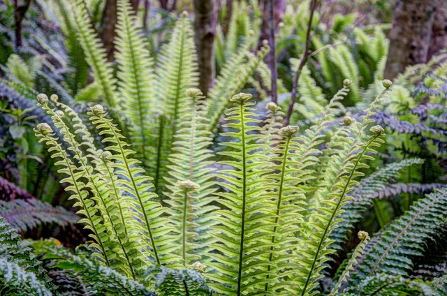 fern