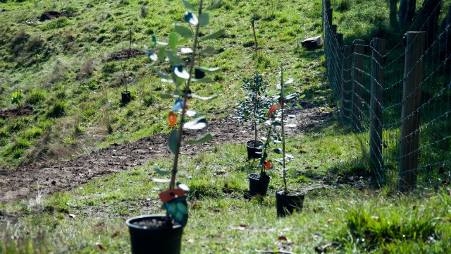 Four different varieties of feijoas