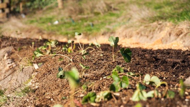 ~60 Seascape and Aromas strawberry plants