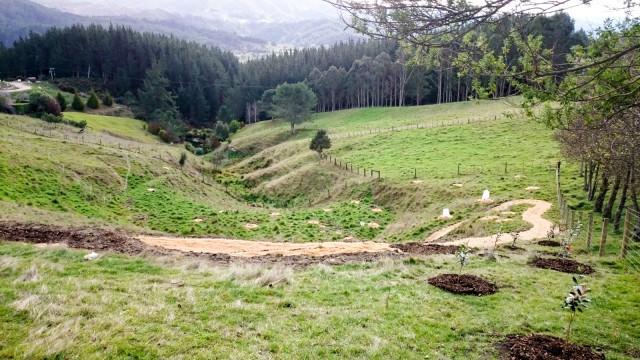 View from hilltop down the feijoa alley