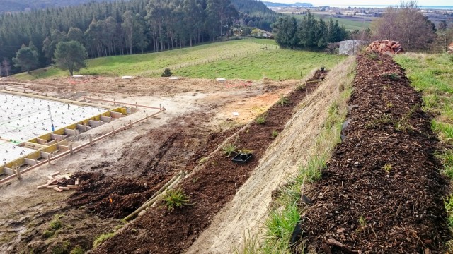 Planting lots of Grevilleas on the banks