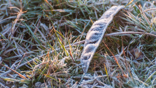 Frozen seed pod