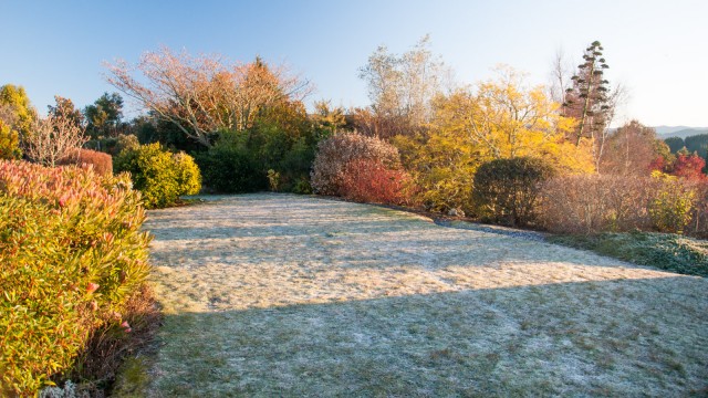 Frozen lawn