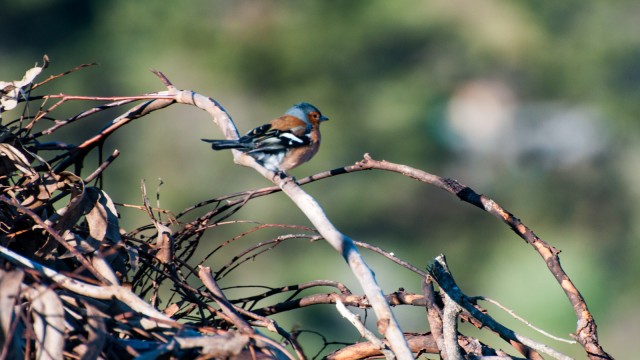 A bird watching and probably laughing at me