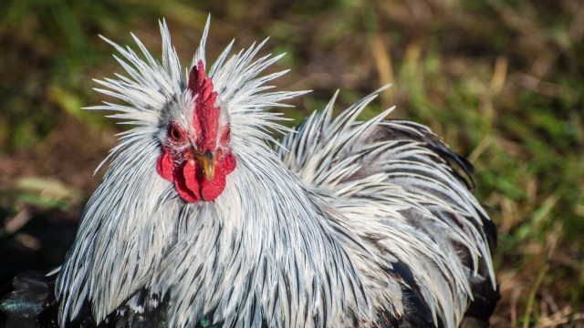 King of the flock