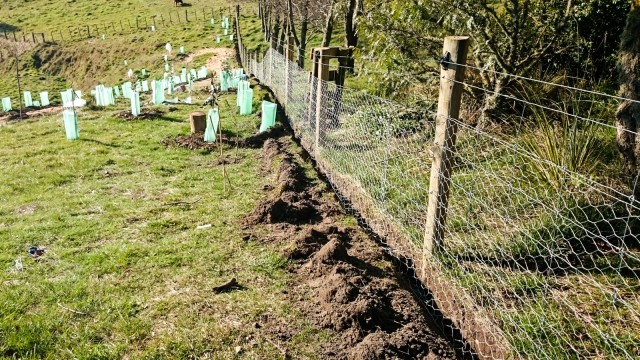 Digging a trench along the existing sheep netting fence