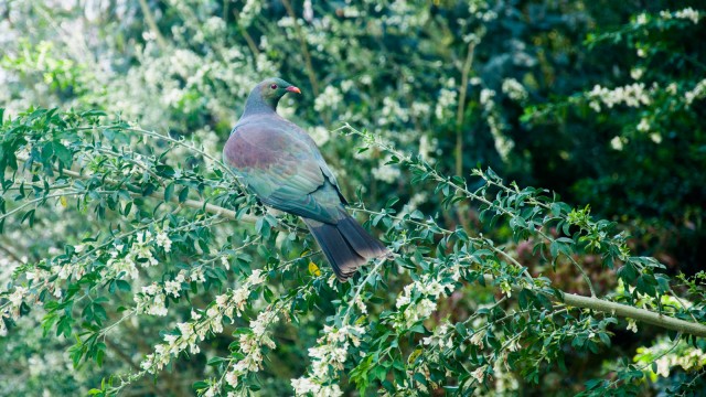 A kereru watching the turkeys