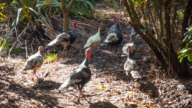 11 turkeys walking by...