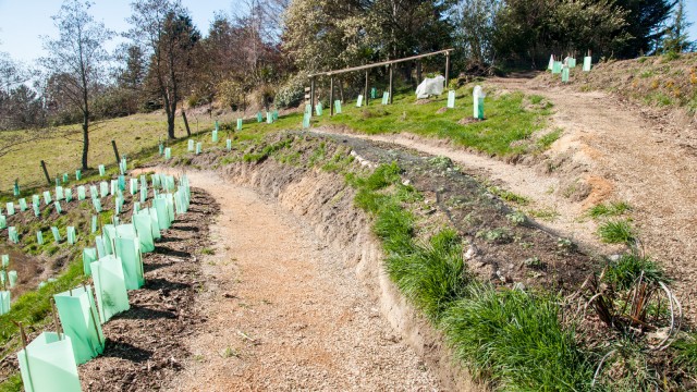 The grape trellis next to the lemons