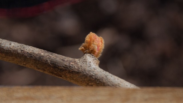 Kiwifruit vine bud