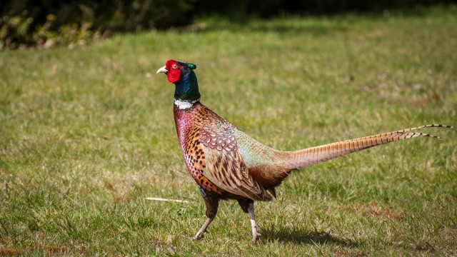 Our personal feasant that walks through the garden every morning