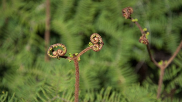 A young fern