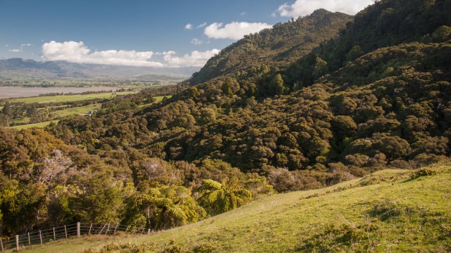 Bush walk through native forest