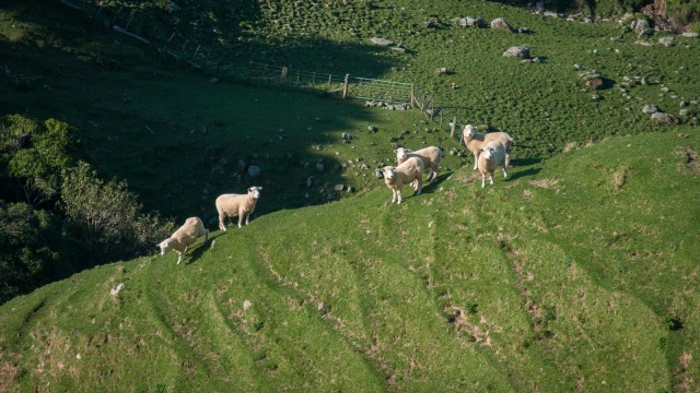 Curious sheep