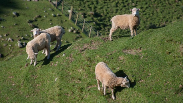 Grazing sheep