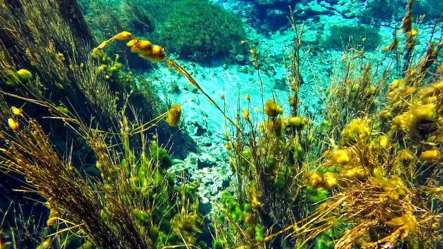 Underwater grasses