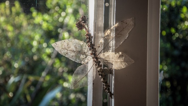 Creating butterflies from leaves (their bones?)