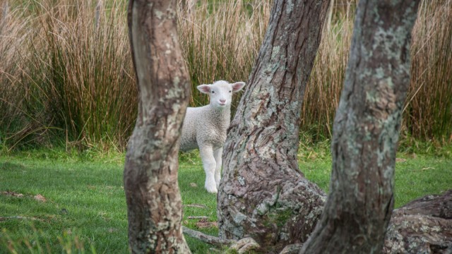 Baby sheep hiding behind trees