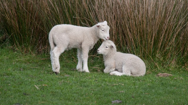 Baby sheep siblings