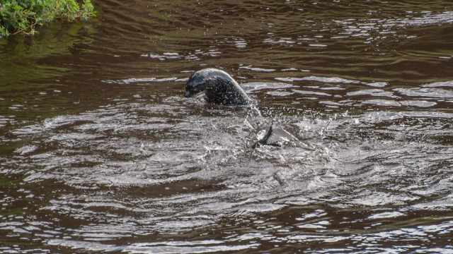 Fur seals playing in the river