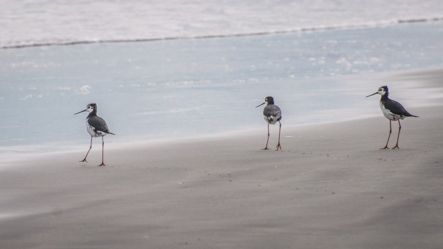 But I know these guys: White belly oyster catchers