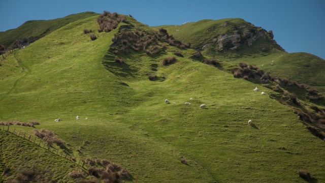 Green sheep hills