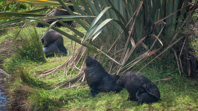 Fur seals