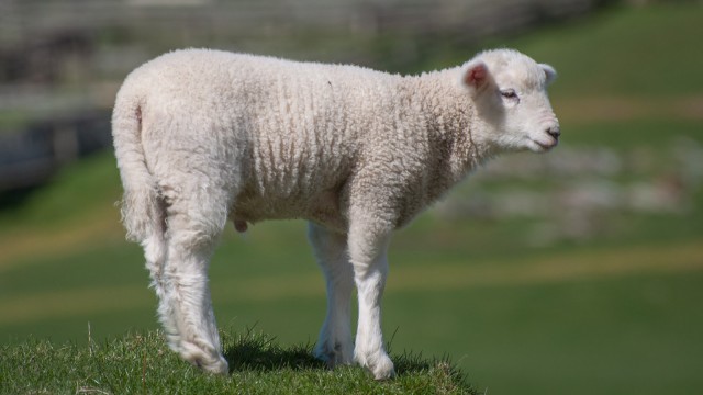 Another baby sheep