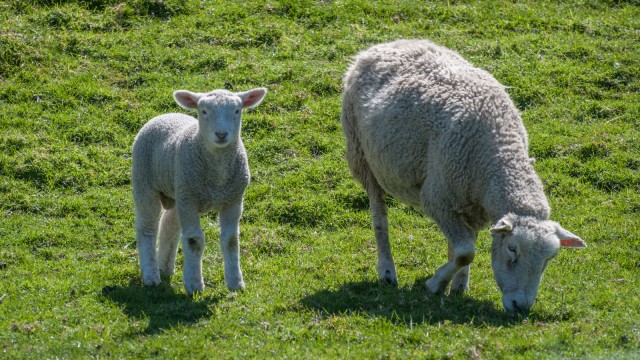 Baby sheep with mom