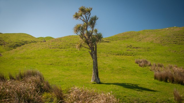 A perfect specimen of a cabbage tree