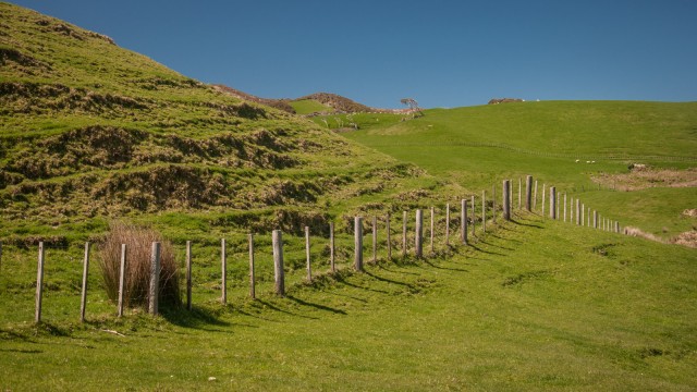 And a typical New Zealand sheep fence