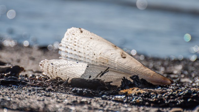 Very large semi-transparent shell