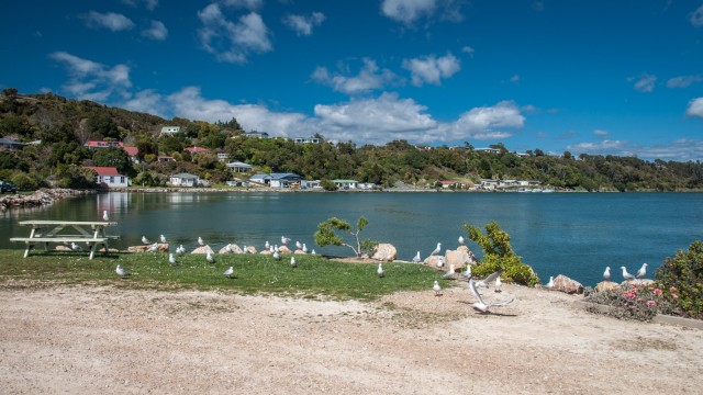 Seagulls at the port