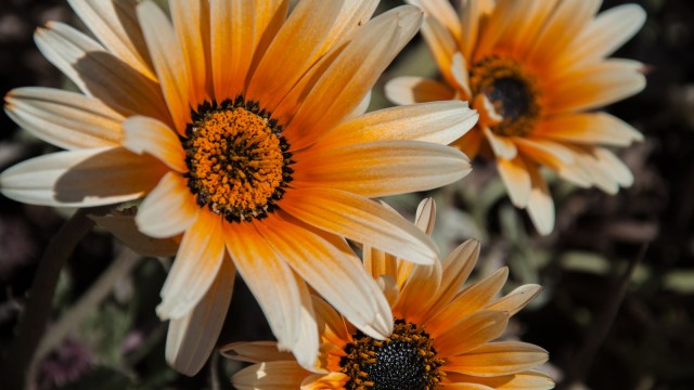 Spring flowers that actually look like autumn flowers