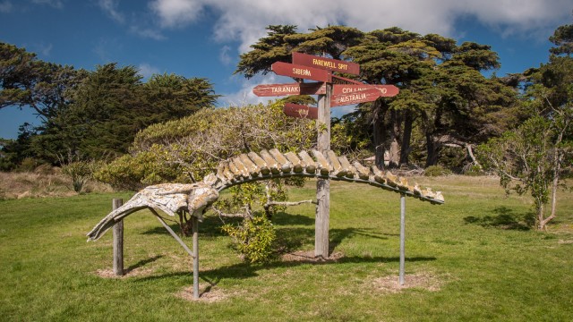 Whale bones to view