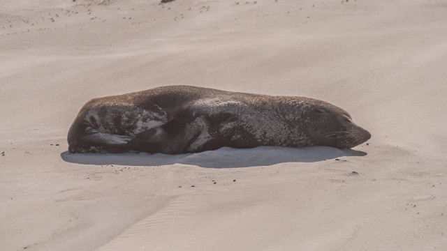 Lazy fur seal