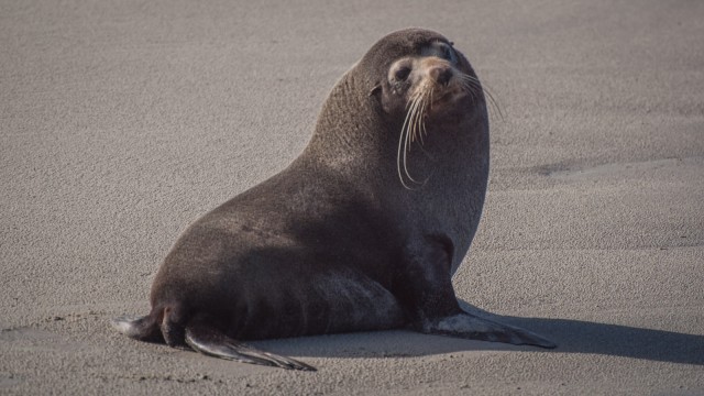 Curious fur seal