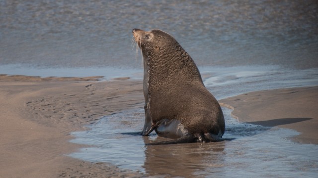 Another fur seal