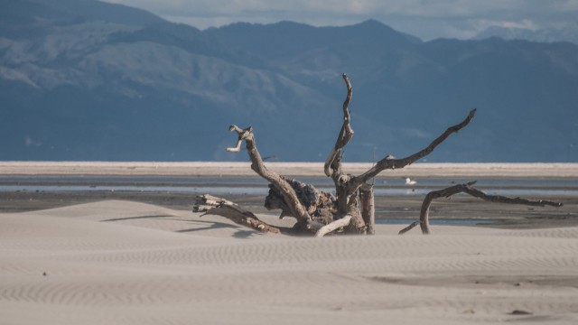 That tree is laying there for years now