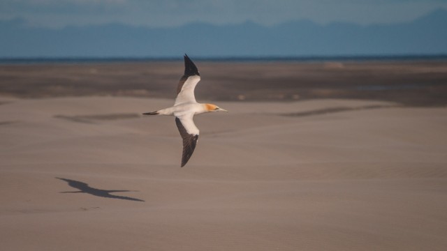 That's a gannet from the large colony nearby!