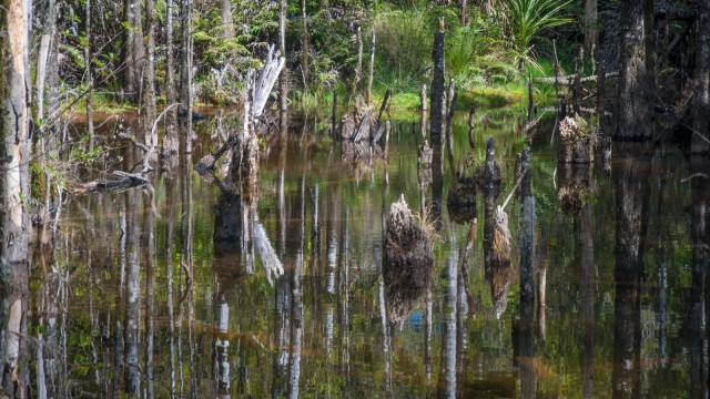 Swamp in the forest