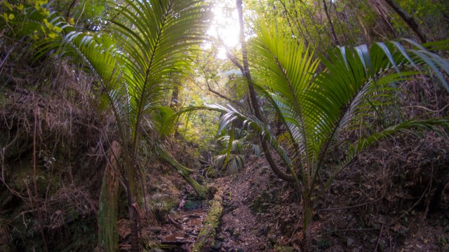 Nikau palms along the track